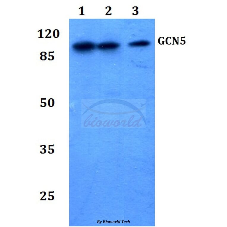 Anti-GCN5 (G720) Antibody from Bioworld Technology (BS2669) - Antibodies.com