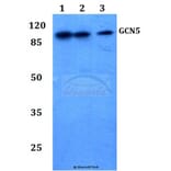 Anti-GCN5 (G720) Antibody from Bioworld Technology (BS2669) - Antibodies.com