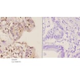 Anti-GCN5 (G720) Antibody from Bioworld Technology (BS2669) - Antibodies.com