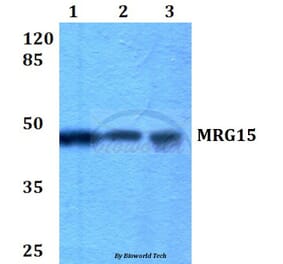 Anti-MRG15 (R56) Antibody from Bioworld Technology (BS2674) - Antibodies.com