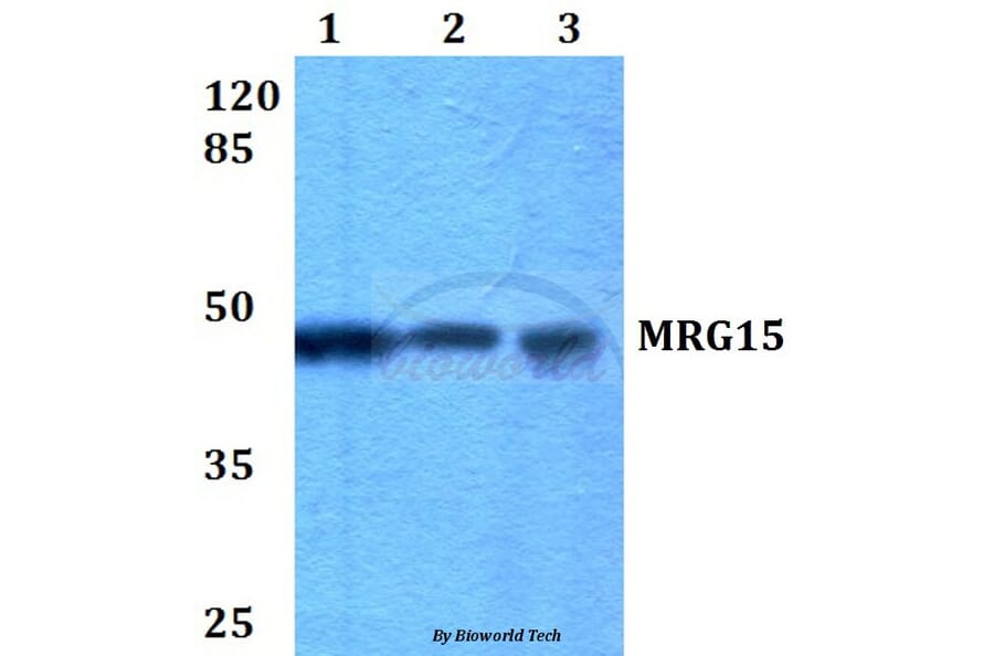 Anti-MRG15 (R56) Antibody from Bioworld Technology (BS2674) - Antibodies.com