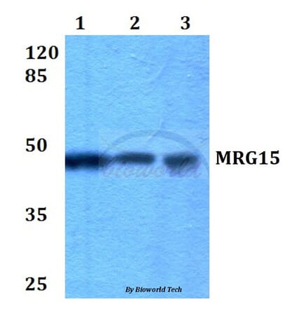 Anti-MRG15 (R56) Antibody from Bioworld Technology (BS2674) - Antibodies.com