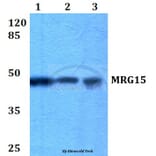 Anti-MRG15 (R56) Antibody from Bioworld Technology (BS2674) - Antibodies.com