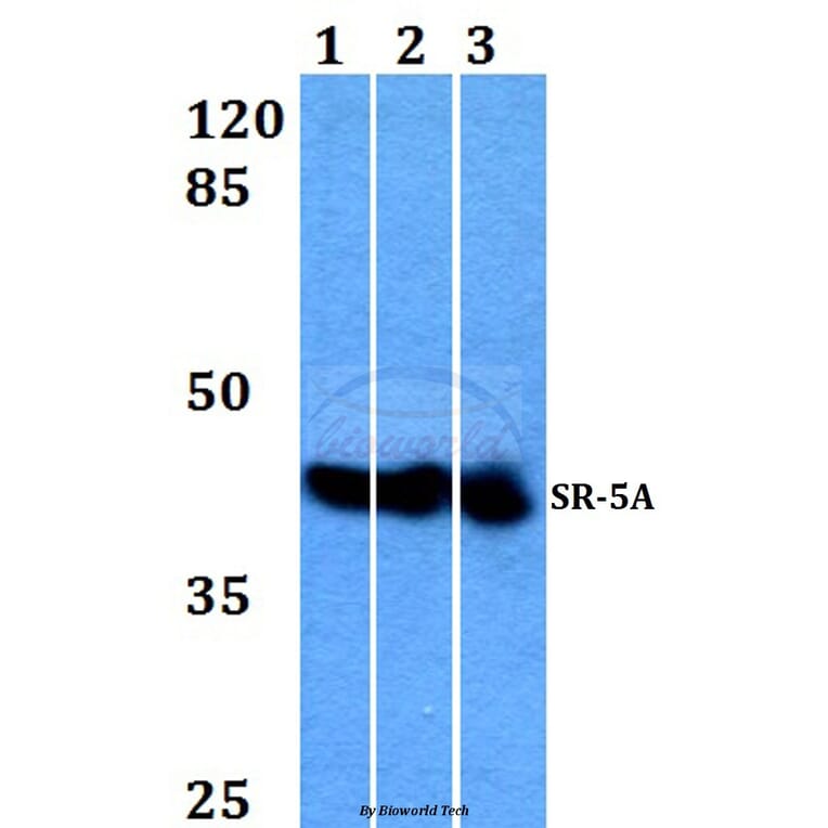 Anti-SR-5A (P241) Antibody from Bioworld Technology (BS2680) - Antibodies.com