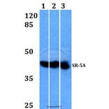 Anti-SR-5A (P241) Antibody from Bioworld Technology (BS2680) - Antibodies.com