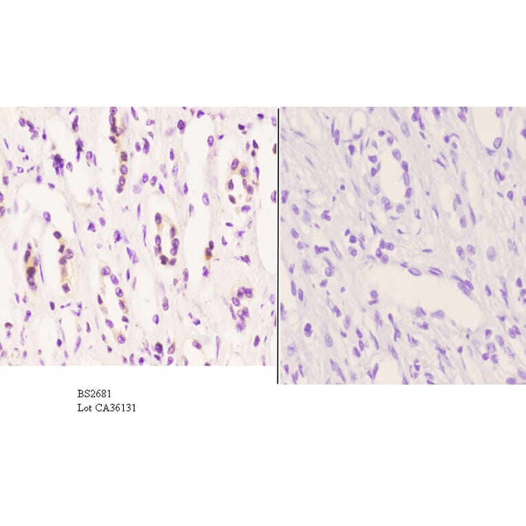 Anti-CYP2D6 (A277) Antibody from Bioworld Technology (BS2681) - Antibodies.com