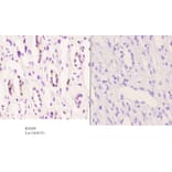 Anti-CYP2D6 (A277) Antibody from Bioworld Technology (BS2681) - Antibodies.com