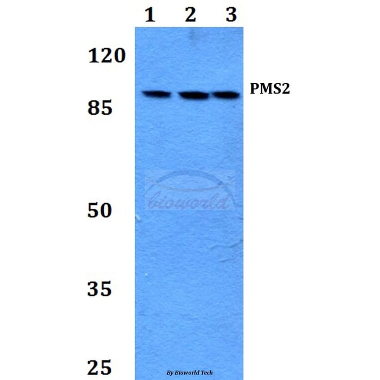 Anti-PMS2 (D483) Antibody from Bioworld Technology (BS2688) - Antibodies.com