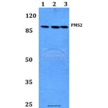 Anti-PMS2 (D483) Antibody from Bioworld Technology (BS2688) - Antibodies.com