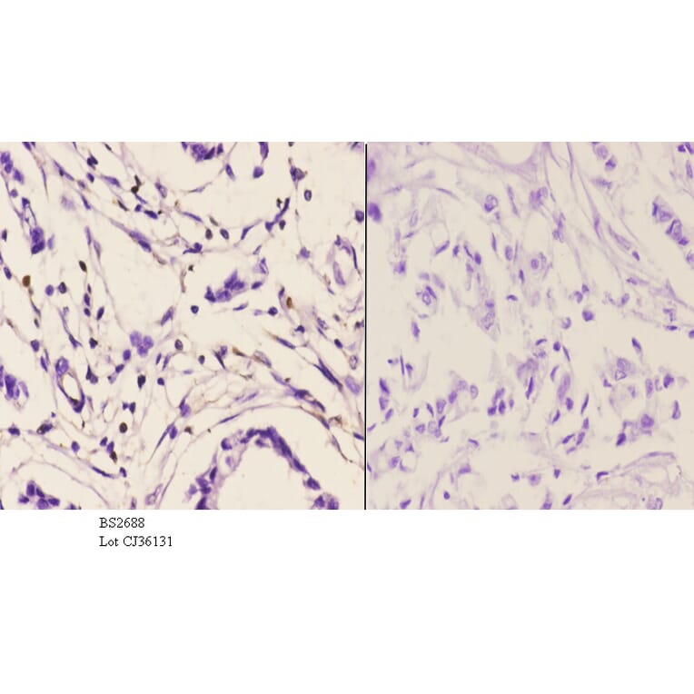 Anti-PMS2 (D483) Antibody from Bioworld Technology (BS2688) - Antibodies.com