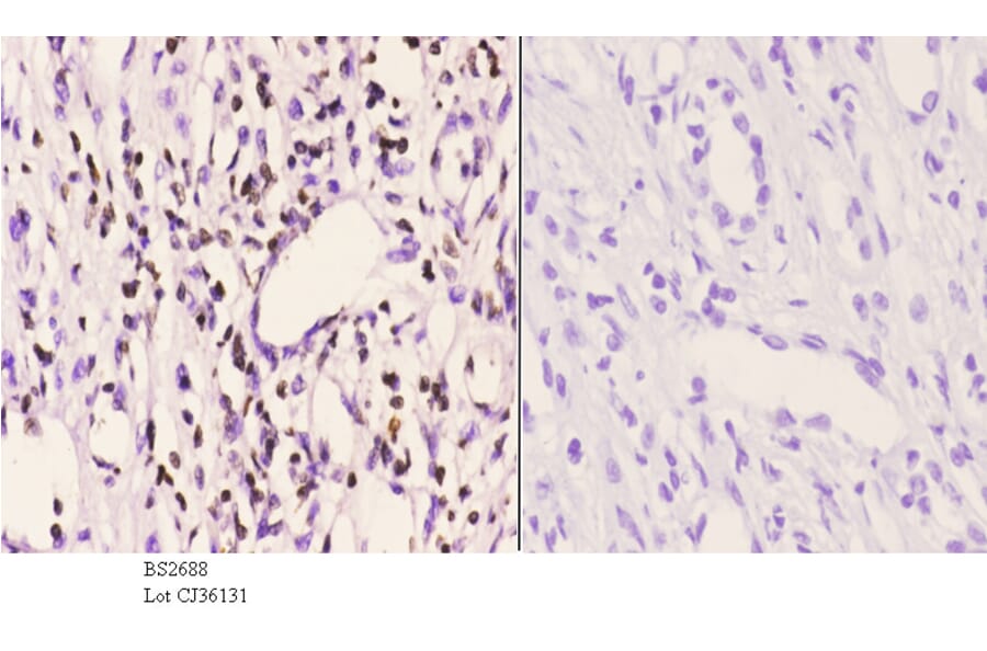 Anti-PMS2 (D483) Antibody from Bioworld Technology (BS2688) - Antibodies.com