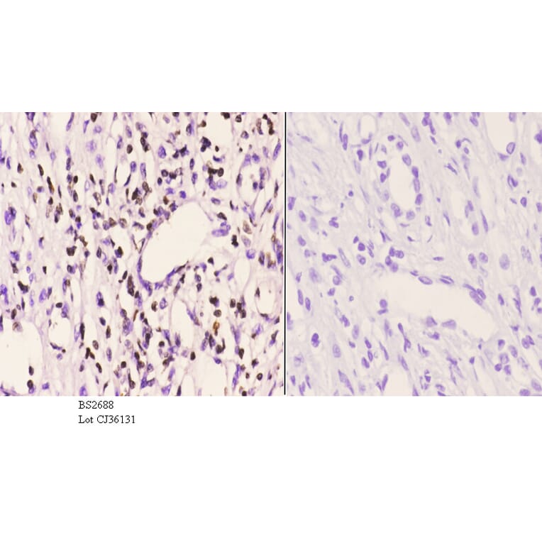 Anti-PMS2 (D483) Antibody from Bioworld Technology (BS2688) - Antibodies.com