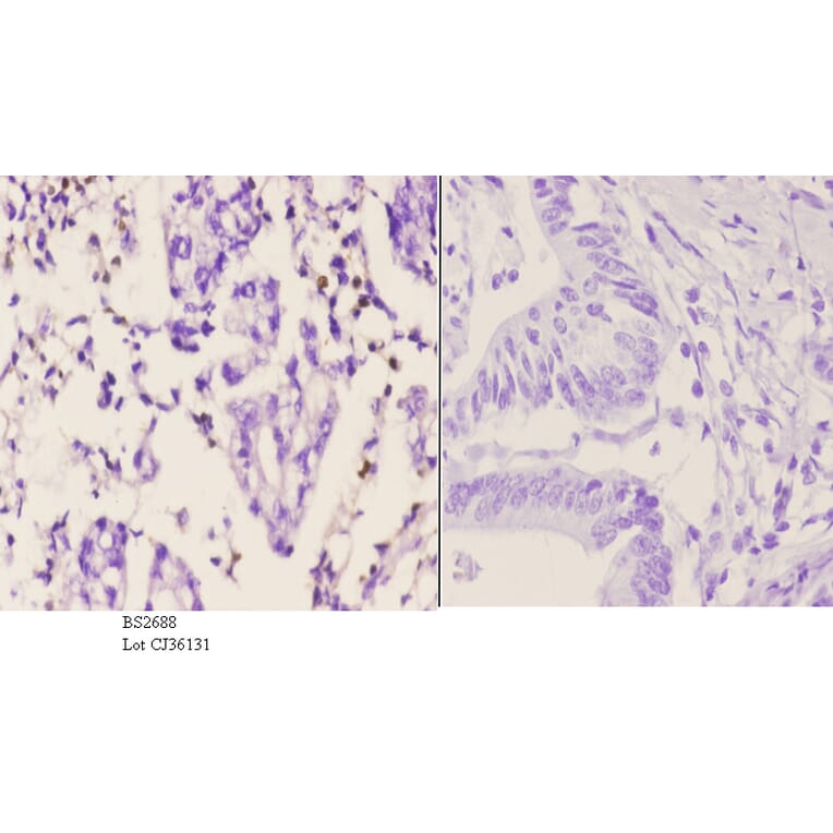 Anti-PMS2 (D483) Antibody from Bioworld Technology (BS2688) - Antibodies.com