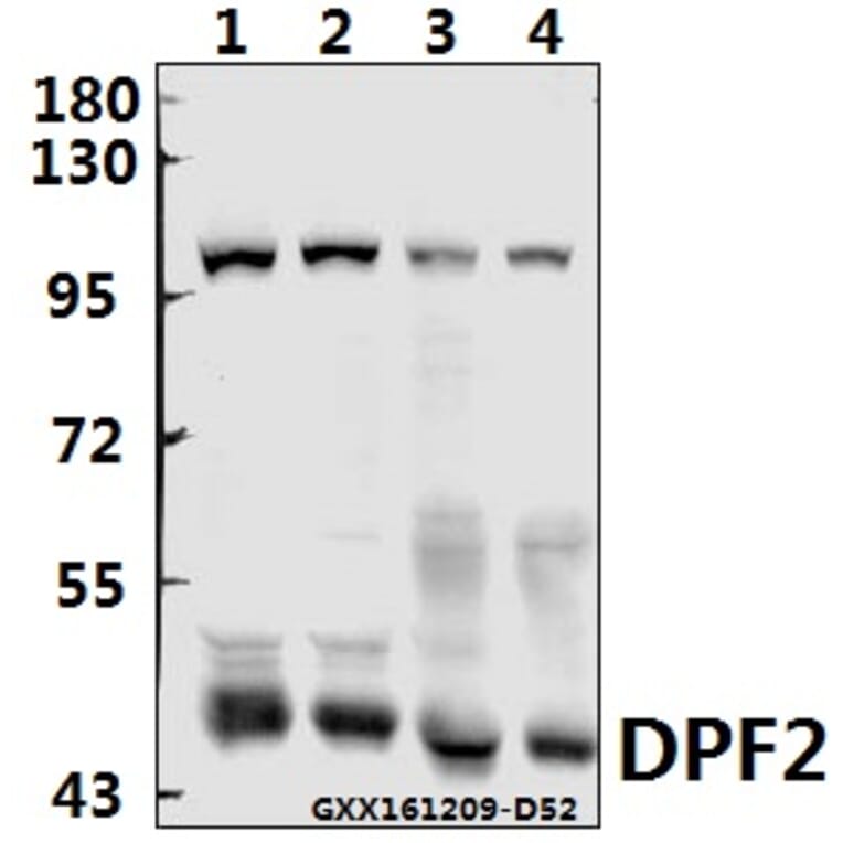 Anti-PMS2 (D483) Antibody from Bioworld Technology (BS2688) - Antibodies.com