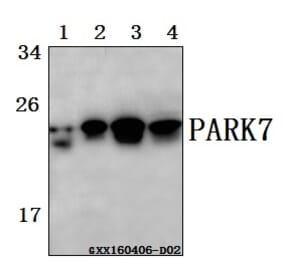 Anti-PARK7 (A87) Antibody from Bioworld Technology (BS2690) - Antibodies.com