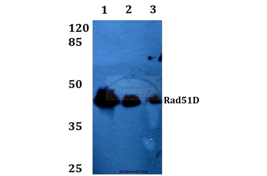 Anti-Rad51D (A152) Antibody from Bioworld Technology (BS2691) - Antibodies.com