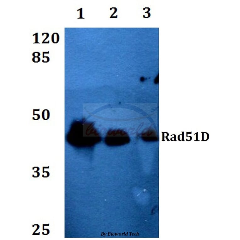 Anti-Rad51D (A152) Antibody from Bioworld Technology (BS2691) - Antibodies.com