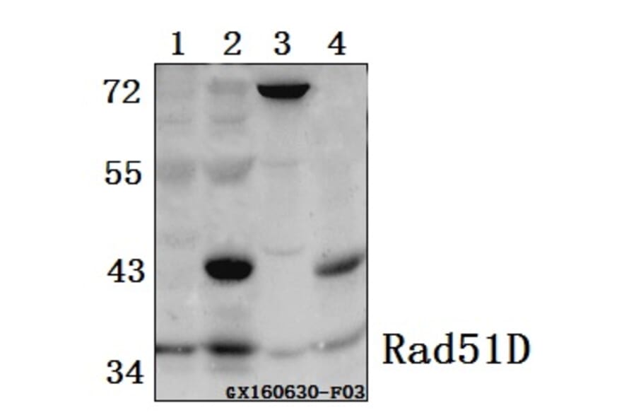 Anti-Rad51D (A152) Antibody from Bioworld Technology (BS2691) - Antibodies.com