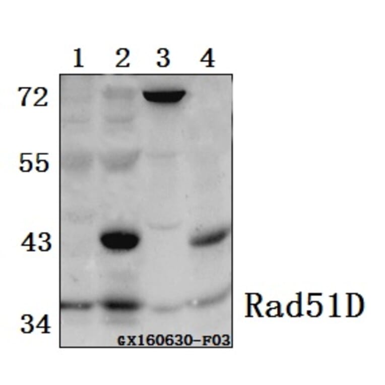 Anti-Rad51D (A152) Antibody from Bioworld Technology (BS2691) - Antibodies.com