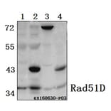 Anti-Rad51D (A152) Antibody from Bioworld Technology (BS2691) - Antibodies.com