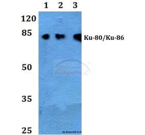 Anti-XRCC5 (S462) Antibody from Bioworld Technology (BS2692) - Antibodies.com