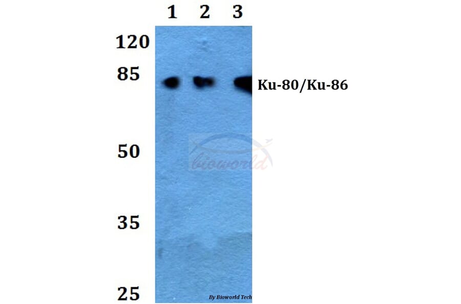 Anti-XRCC5 (S462) Antibody from Bioworld Technology (BS2692) - Antibodies.com