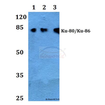 Anti-XRCC5 (S462) Antibody from Bioworld Technology (BS2692) - Antibodies.com