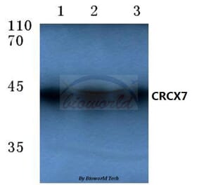 Anti-CXCR7 (A356) Antibody from Bioworld Technology (BS2694) - Antibodies.com