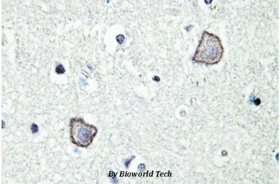 Anti-EDG-2 (W45) Antibody from Bioworld Technology (BS2695) - Antibodies.com