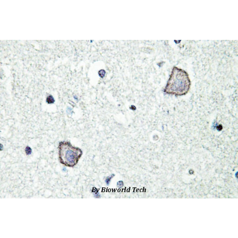 Anti-EDG-2 (W45) Antibody from Bioworld Technology (BS2695) - Antibodies.com