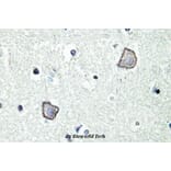 Anti-EDG-2 (W45) Antibody from Bioworld Technology (BS2695) - Antibodies.com