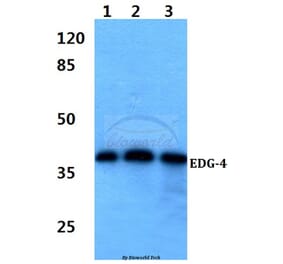 Anti-EDG-4 (Q330) Antibody from Bioworld Technology (BS2696) - Antibodies.com