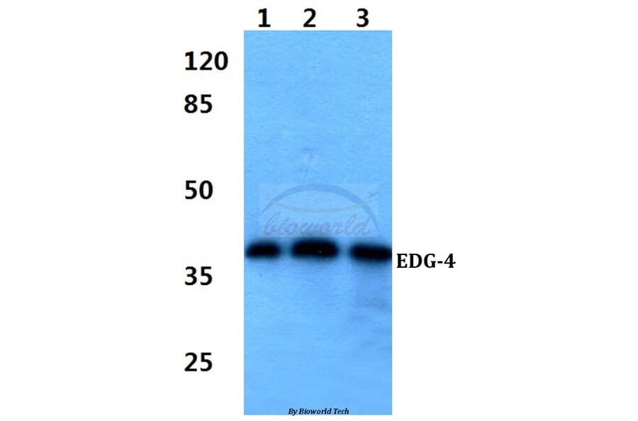 Anti-EDG-4 (Q330) Antibody from Bioworld Technology (BS2696) - Antibodies.com