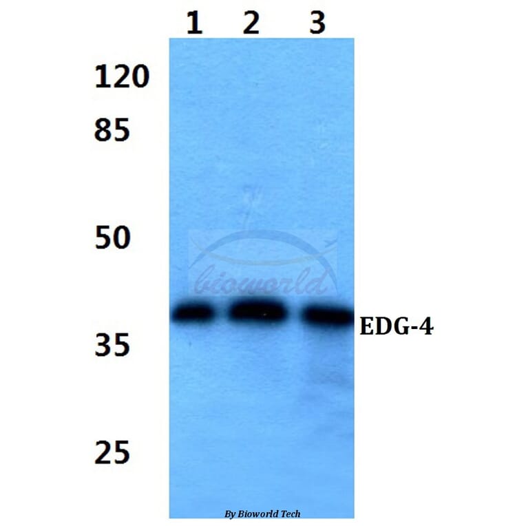 Anti-EDG-4 (Q330) Antibody from Bioworld Technology (BS2696) - Antibodies.com