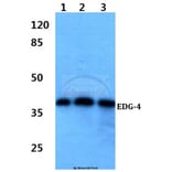 Anti-EDG-4 (Q330) Antibody from Bioworld Technology (BS2696) - Antibodies.com