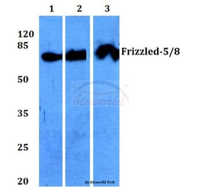 Anti-Frizzled-5/8 (W73) Antibody from Bioworld Technology (BS2700) - Antibodies.com
