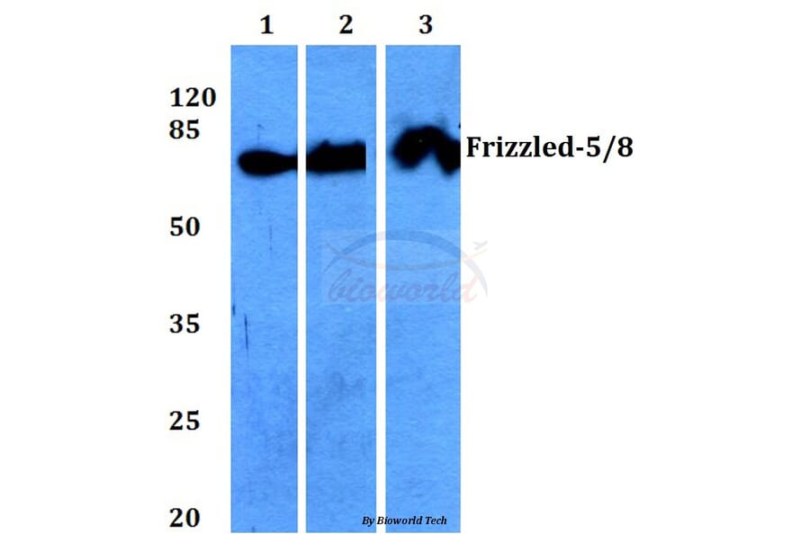 Anti-Frizzled-5/8 (W73) Antibody from Bioworld Technology (BS2700) - Antibodies.com