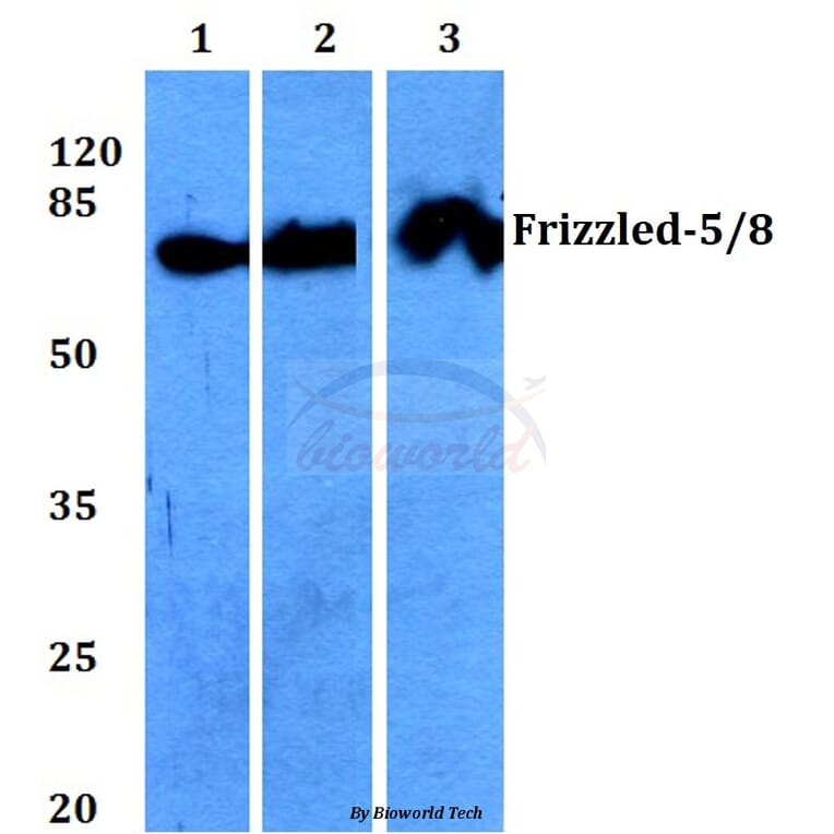 Anti-Frizzled-5/8 (W73) Antibody from Bioworld Technology (BS2700) - Antibodies.com