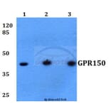 Anti-GPR150 (Q391) Antibody from Bioworld Technology (BS2702) - Antibodies.com