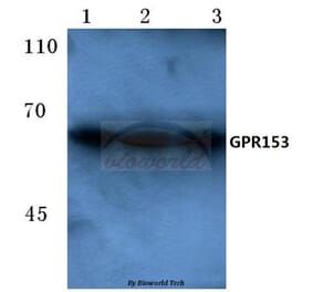 Anti-GPR153 (E234) Antibody from Bioworld Technology (BS2704) - Antibodies.com