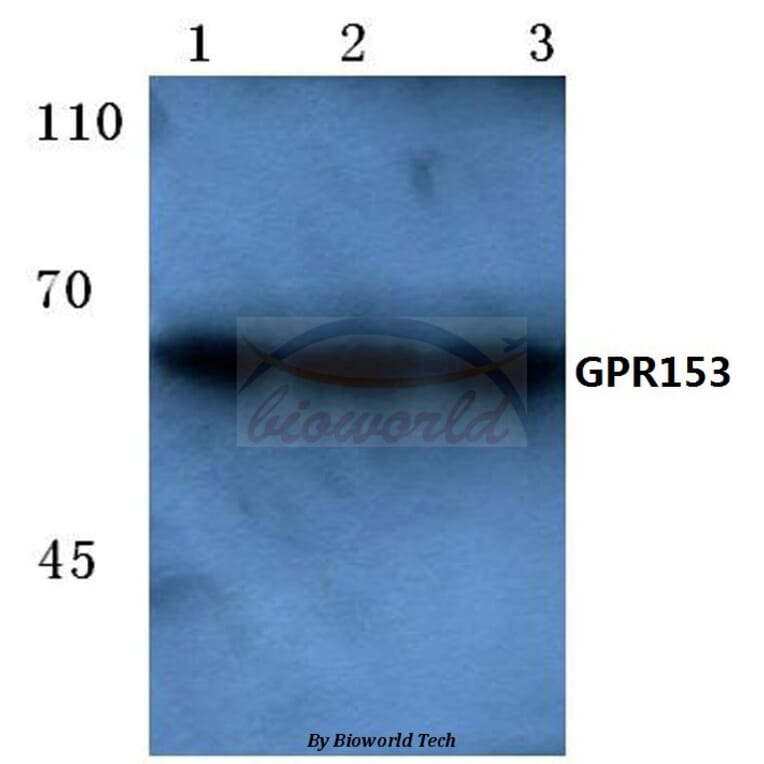 Anti-GPR153 (E234) Antibody from Bioworld Technology (BS2704) - Antibodies.com