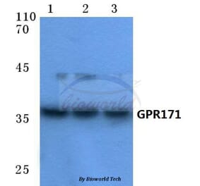 Anti-GPR171 (T180) Antibody from Bioworld Technology (BS2705) - Antibodies.com