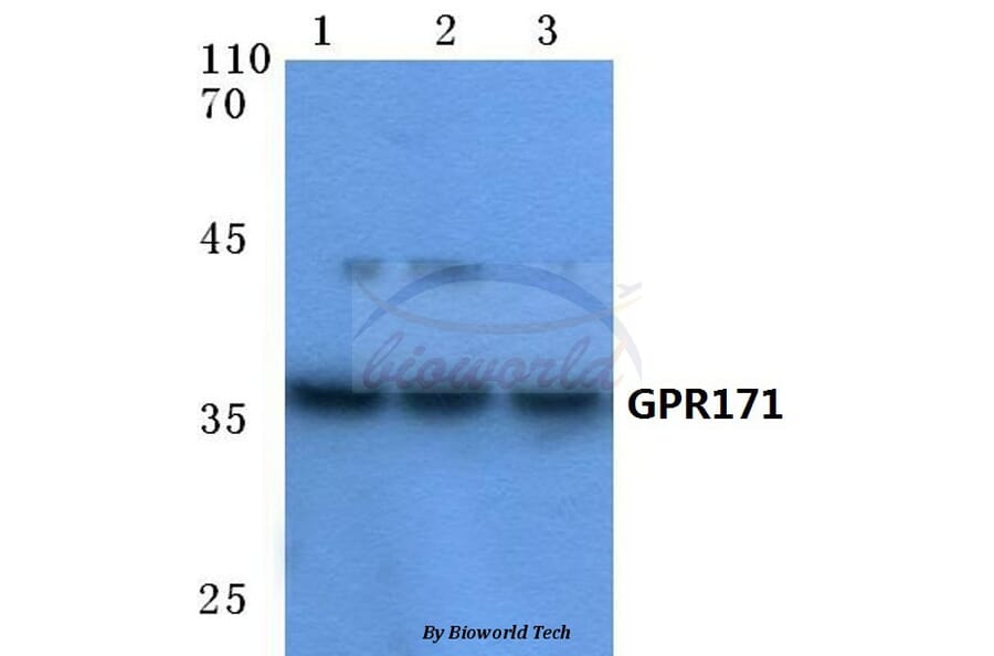 Anti-GPR171 (T180) Antibody from Bioworld Technology (BS2705) - Antibodies.com