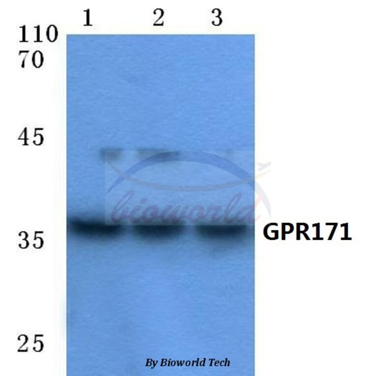 Anti-GPR171 (T180) Antibody from Bioworld Technology (BS2705) - Antibodies.com