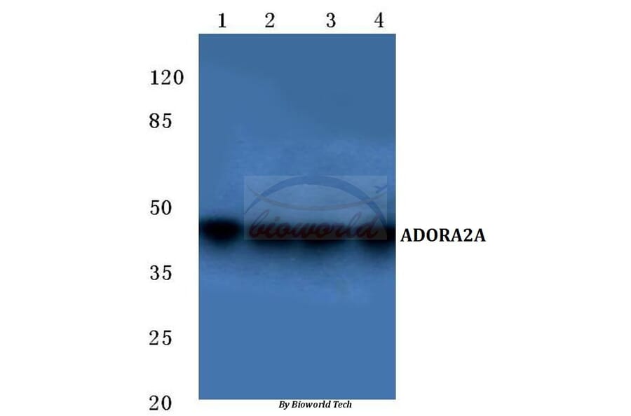Anti-ADORA2A (Y361) Antibody from Bioworld Technology (BS2706) - Antibodies.com