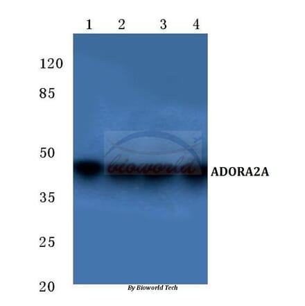 Anti-ADORA2A (Y361) Antibody from Bioworld Technology (BS2706) - Antibodies.com