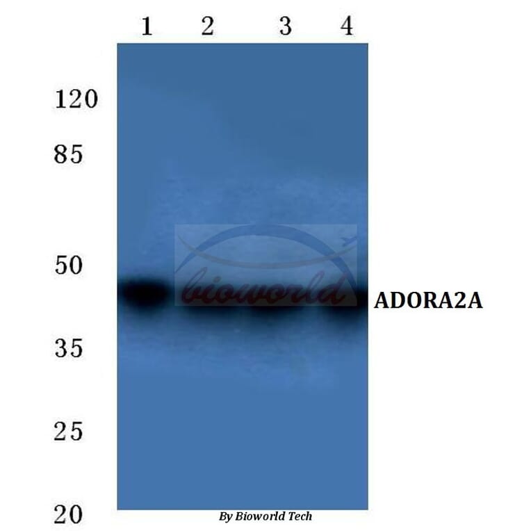 Anti-ADORA2A (Y361) Antibody from Bioworld Technology (BS2706) - Antibodies.com