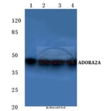 Anti-ADORA2A (Y361) Antibody from Bioworld Technology (BS2706) - Antibodies.com