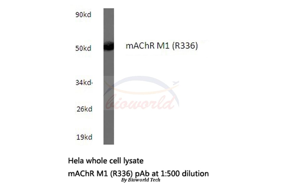 Anti-mAChR M1 (R336) Antibody from Bioworld Technology (BS2708) - Antibodies.com