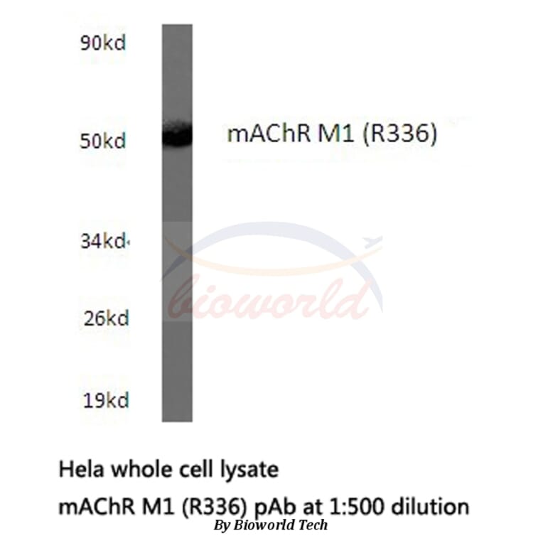 Anti-mAChR M1 (R336) Antibody from Bioworld Technology (BS2708) - Antibodies.com